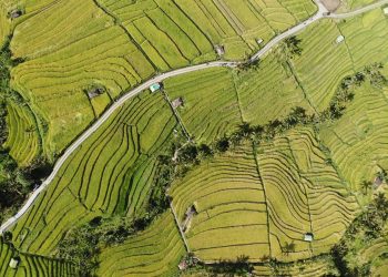 Jatiluwih Rice Terrace 2